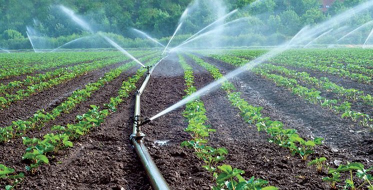 Irrigation goutte-à-goutte au Maroc : guide complet pour les exploitations agricoles
