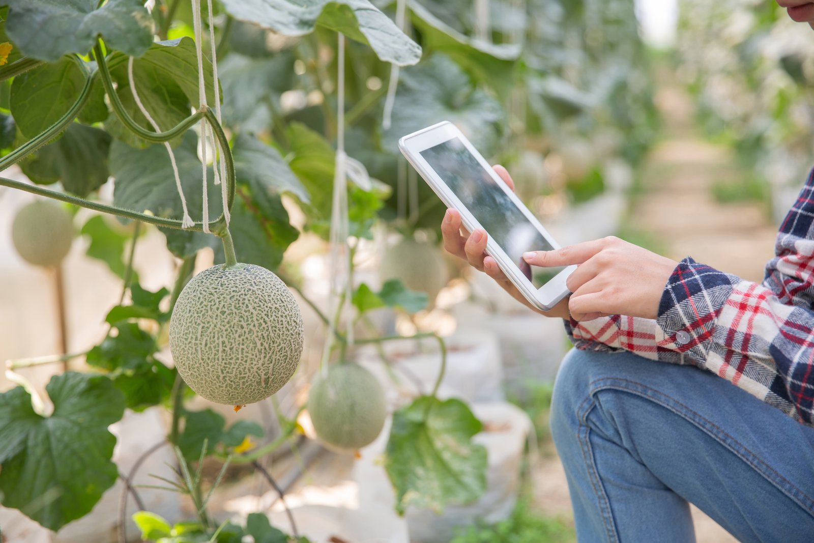 Plateforme agricole digitale au Maroc : Agripages et la structuration du secteur agricole marocain